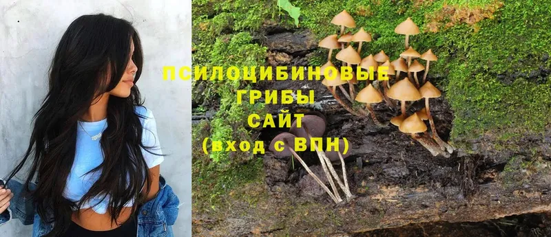 Псилоцибиновые грибы MAGIC MUSHROOMS  наркотики  Ахтубинск 